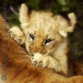 /album/dieren-fotografie/dsc0185-jpg/