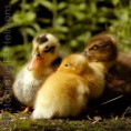 /album/dieren-fotografie/dsc0503-jpg/