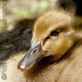 /album/dieren-fotografie/dsc0507-jpg/