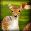/album/dieren-fotografie/dsc1678-jpg/