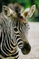 /album/dieren-fotografie/blijdorp-zebra-jpg/