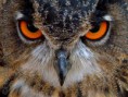 /album/dieren-fotografie/doordringend-jpg/