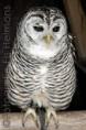 /album/dieren-fotografie/dsc-0635-jpg/