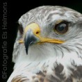 /album/dieren-fotografie/dsc-0831-jpg/