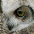 /album/dieren-fotografie/dsc-0932-jpg/