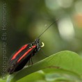/album/dieren-fotografie/dsc-1430-jpg/