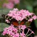 /album/dieren-fotografie/dsc-1734vierkant-jpg/