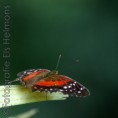 /album/dieren-fotografie/dsc-1911vierkant-jpg/