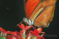 /album/dieren-fotografie/dsc-2324-jpg/