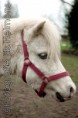 /album/dieren-fotografie/dsc-4284-jpg/